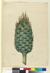 Macrozamia, c.1803-06 (wc, toll, tinta és ceruza)