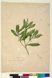 101. oldal Myoporum acuminatum, c.1803-06 (wc, toll, tinta és ceruza)