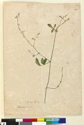 115. oldal Hedysarum, c.1803-06 (wc, toll, tinta és ceruza)