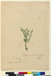 122. oldal Vittadinia australis, c.1803-06 (wc, toll, tinta és ceruza)