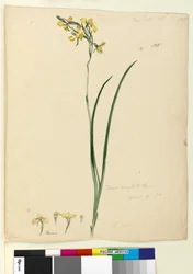 135. oldal. Diuris maculata, c.1803-06 (wc, toll, tinta és ceruza)