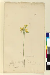 136. oldal Diuris aurea, c.1803-06 (wc, toll, tinta és ceruza)
