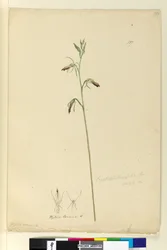 137. oldal Cryptostylis longifolia, 1803-06 körül (wc, toll, tinta és ceruza)