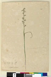 138. oldal Prasophyllum patens, c.1803-06 (wc, toll, tinta és ceruza)