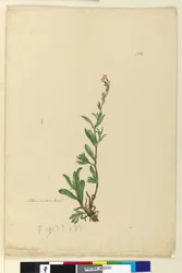 154. oldal Silene honosított, 1803-06 körül (wc, toll, tinta és ceruza)