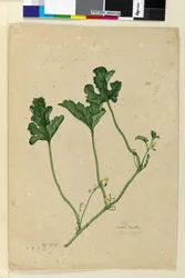 155. oldal Görögdinnye, 1803-2006 körül (wc, toll, tinta és ceruza)