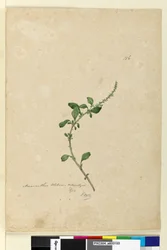 156. oldal Amaranthus Blitum, c.1803-06 (wc, toll, tinta és ceruza)