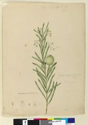 173. oldal. Asclepias fruticosa, 1803-2006 körül (wc, toll, tinta és ceruza)