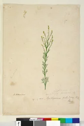 17. oldal Symphionema paludosum, c.1803-06 (wc, toll, tinta és ceruza)