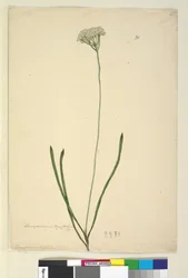 20. oldal Conospermum longifolium, c.1803-06 (wc, toll, tinta és ceruza)
