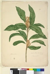 22. oldal Xylomelum pyriforme, c.1803-06 (wc, toll, tinta és ceruza)