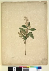 240. oldal Pomaderris ligustrina, c.1803-06 (wc, toll, tinta és ceruza)