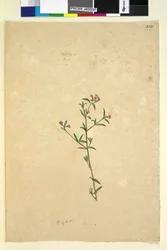 252. oldal. Azonosítatlan növény, 1803-06 körül (wc, toll, tinta és ceruza)