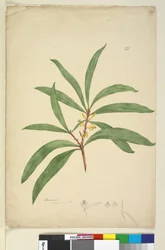 25. oldal Persoonia salicina, c.1803-06 (wc, toll, tinta és ceruza)