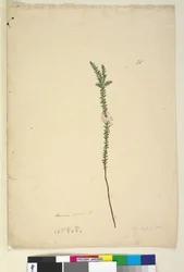28. oldal Epacris sparsa, c.1803-06 (wc, toll, tinta és ceruza)