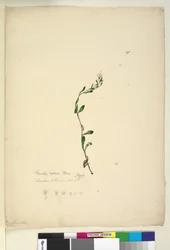 38. oldal Samolus repens, 1803-06 körül (wc, toll, tinta és ceruza)