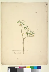 39. oldal Solanum nigrum, c.1803-06 (wc, toll, tinta és ceruza)