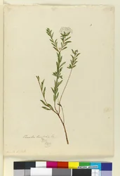 3. oldal Pimelea linifolia, c.1803-06 (wc, toll, tinta és ceruza)