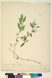 43. oldal Billardiera scandens, c.1803-06 (wc, toll, tinta és ceruza)