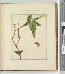 47. oldal. 12. tábla Clisiocampa Lewinae Bombyx Lewinae, 1803-04 (kézzel színezett rézkarcnyomatok)
