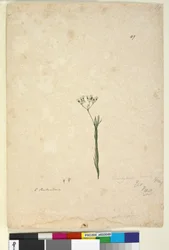 49. oldal. Trachymene linearis, c.1803-06 (wc, toll, tinta és ceruza)