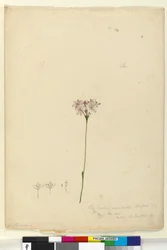 63. oldal Burchardia umbellata, c.1803-06 (wc, toll, tinta és ceruza)
