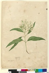 84. oldal Eucalyptus paniculata, c.1803-06 (wc, toll, tinta és ceruza)