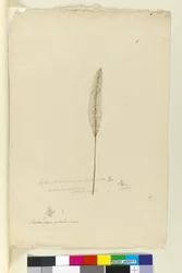 8. oldal Imperata arundinacea syn. Saccharum cylindricum, c.1803-06 (wc, toll, tinta és ceruza)