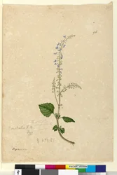 96. oldal Plectranthus australis, c.1803-06 (wc, toll, tinta és ceruza)