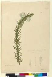 98. oldal Chloanthes stoechadis, 1803-2006 körül (wc, toll, tinta és ceruza)