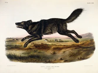 Fekete amerikai farkas, hím, 1845