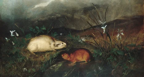 Hudsons Bay Lemming, 1846.