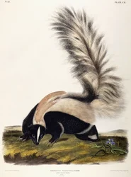 Hosszú farkú bűzösborz, 1846