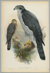 Astur Palumbarius - Goshawk, rajzolta J. Wolf, metszett H. C. Richter