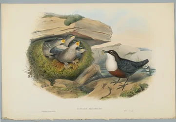 Cinclus Aquaticus - Vízi üstök vagy Göncöl, metszett H. C. Richter