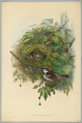 Passer Domesticus - Közönséges házi veréb, metszett H. C. Richter