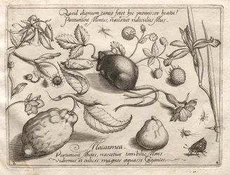Archetípusok és tanulmányok: Mi derülhet ki egy ilyen barlangszerű ígéretnek megfelelően, 1592.
