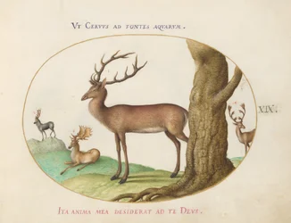19. tábla: Négy fajta szarvas