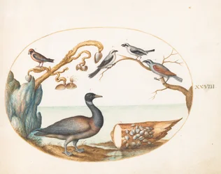 28. tábla: Barnacle Goose srike-ekkel és más madarakkal