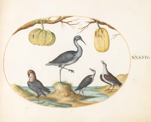 44. tábla: Godwit(?) and Sandpipers with Two Guurds