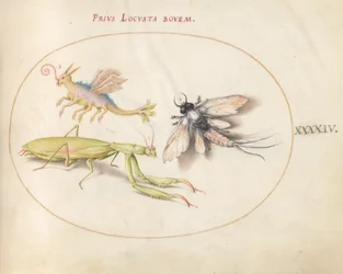 44. tábla: Sáska és Mayfly egy képzeletbeli rovarral