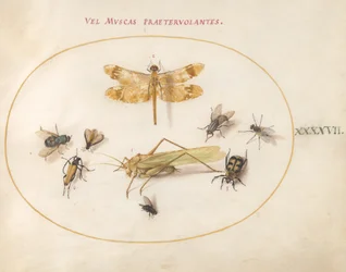 47. tábla: Szitakötő, szöcske, házi legyek, dögbogár, virágos hosszúszarvú bogár és más rovarok