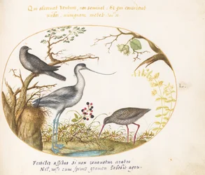 50. tábla: Egy Avocet két másik madárral