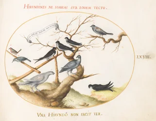 68. tábla: Ptarmigan, fecskék és más madarak