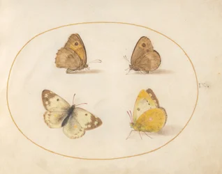 9. tábla: Meadow Brown, Gatekeeper, Clouded Yellow és Bath White pillangók