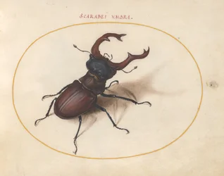 Szkarabeusz bogár, 1575-80 körül