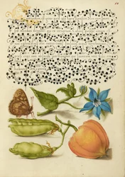 Pettyes Fa, Talewort, Kerti Borsó, és Lámpás Növény