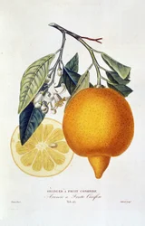 Citrus: narancssárga növény virággal. „Narancsfa tűlevelű gyümölccsel; Arancio a frutto tűlevelű”: Egész narancs és narancsszelet. Botanikai diagram Joseph Antoine Risso és Pierre Antoine Poiteau „Narancsfák természettörténete” című könyvéből