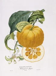 A narancsfák természetrajza, 1818-20