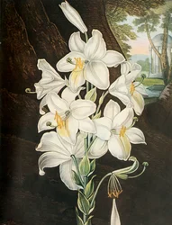 A fehér liliom, 1800, 1948.